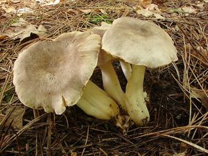 Čirůvka zemní - Tricholoma terreum (Schaeff.) P. Kumm. 1871