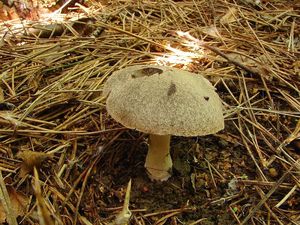 Čirůvka zemní - Tricholoma terreum (Schaeff.) P. Kumm. 1871