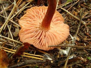 Lakovka obecná - Laccaria laccata