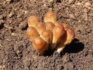 Hnojník třpytivý - Coprinus micaceus