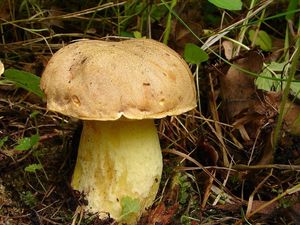 Hřib plavý - Boletus impolitus Fr. 1838