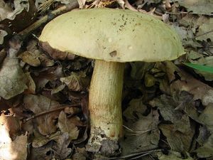 Hřib plavý - Boletus impolitus Fr. 1838