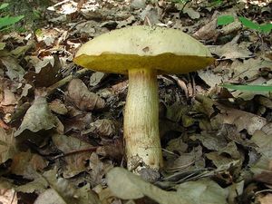 Hřib plavý - Boletus impolitus Fr. 1838