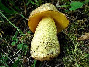 Hřib plavý - Boletus impolitus Fr. 1838