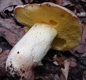 Hřib plavý - Boletus impolitus Fr. 1838