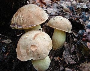 Hřib plavý - Boletus impolitus Fr. 1838