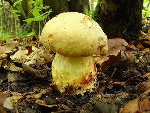 Hřib plavý - Boletus impolitus Fr. 1838