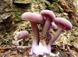 Lakovka ametystová - Laccaria amethystina