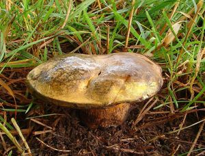 Hřib koloděj - Boletus luridus Schaeff. ex Fr.