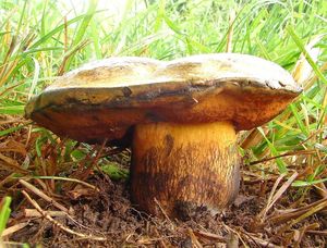 Hřib koloděj - Boletus luridus Schaeff. ex Fr.