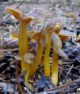 Liška nálevkovitá - Cantharellus tubaeformis