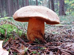 Klouzek strakoš - Suillus variegatus  (Sw.) Richon & Roze 1888