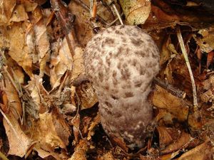 Šiškovec černý - Strobilomyces strobilaceus (Scop.) Berk.