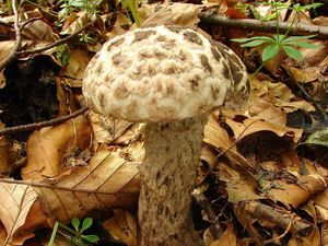 Šiškovec černý - Strobilomyces strobilaceus (Scop.) Berk.