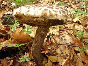 Šiškovec černý - Strobilomyces strobilaceus (Scop.) Berk.