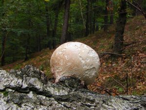 Březovník obecný - Piptoporus betulinus ( Bull. ) P. Karst.