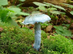 Límcovka modrá - Stropharia caerulea