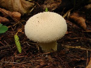 Pýchavka obecná - Lycoperdon perlatum Pers. 1796
