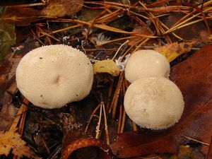 Pýchavka obecná - Lycoperdon perlatum