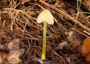 Helmovka slizká - Mycena epipterygia (Scop.) Gray 1821