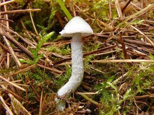 Límcovka modrá - Stropharia caerulea