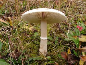 Bedla odřená - Macrolepiota excoriata (Schaeff.) Wasser 1978