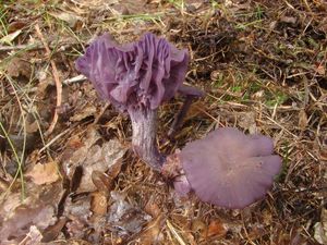 Lakovka ametystová - Laccaria amethystina