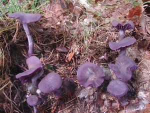 Lakovka ametystová - Laccaria amethystina