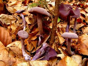 Lakovka ametystová - Laccaria amethystina