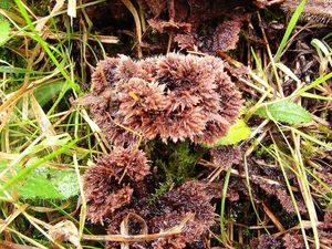 Plesňák zemní - Thelephora terrestris