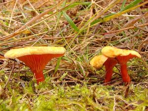 Lištička pomerančová - Hygrophoropsis aurantiaca (Wulfen) Maire 1921