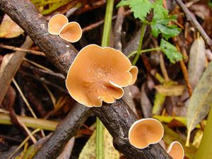 Mušlovka plstnatá - Schizophyllum amplum (Lév.) Nakasone