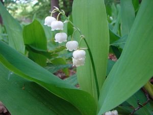 Konvalinka vonná (Convallaria majalis)