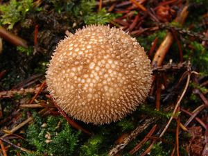 Pýchavka huňatá - Lycoperdon umbrinum Pers. 1801