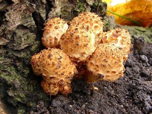 Šupinovka kostrbatá - Pholiota squarrosa