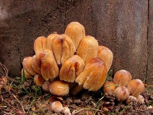 Hnojník třpytivý - Coprinus micaceus