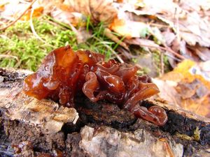 Rosolovka listovitá - Tremella foliacea