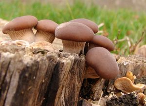 Hlíva ústřičná - Pleurotus ostreatus