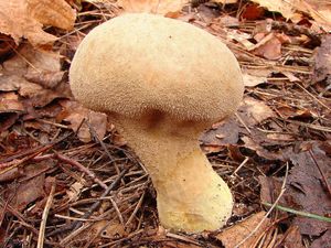 Pýchavka palicovitá - Lycoperdon excipuliforme (Scop.) Pers. 1801