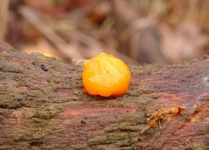 Kropilka rosolovitá - Dacrymyces stillatus