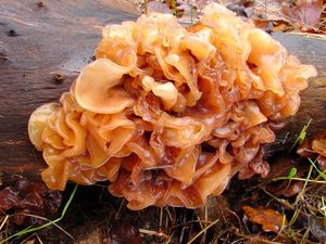 Rosolovka listovitá - Tremella foliacea