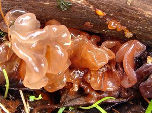 Rosolovka listovitá - Tremella foliacea