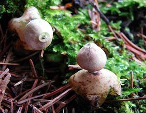 Hvězdovka smrková - Geastrum quadrifidum