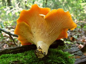 Liška obecná - Cantharellus cibarius Fr. 1821