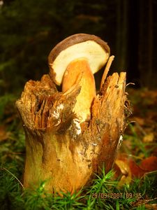 Hřib hnědý - Imleria badia (Fr.) Vizzini