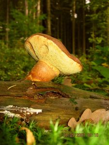 Hřib hnědý - Imleria badia (Fr.) Vizzini