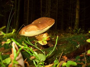 Hřib hnědý - Imleria badia (Fr.) Vizzini