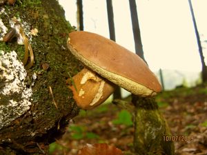 Hřib hnědý - Imleria badia (Fr.) Vizzini