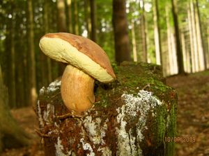 Hřib hnědý - Imleria badia (Fr.) Vizzini