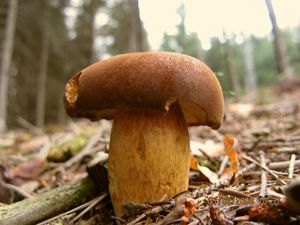 Hřib hnědý - Imleria badia (Fr.) Vizzini